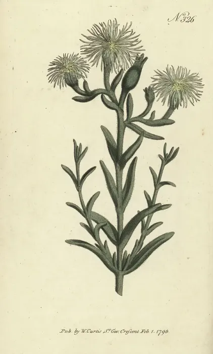Framed Print : Green-flowered fig-marigold, Mesembryanthemum viridiflorum Framed Print : Green-flowered fig-marigold, Mesembryanthemum viridiflorum