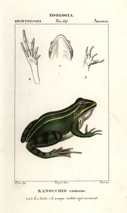 Framed Print : Green frog, Pelophylax kl. esculentus Framed Print : Green frog, Pelophylax kl. esculentus