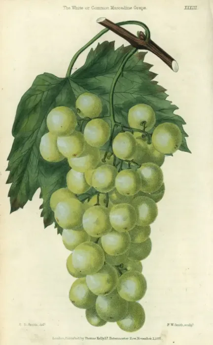Framed Print : Green grapes, vine and leaf of the White or Framed Print : Green grapes, vine and leaf of the White or