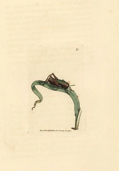 Green grasshopper, Omocestus viridulus