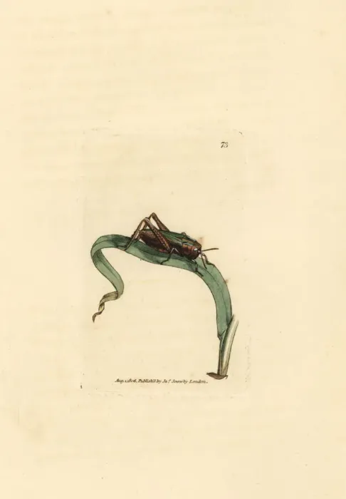 Framed Print : Green grasshopper, Omocestus viridulus Framed Print : Green grasshopper, Omocestus viridulus