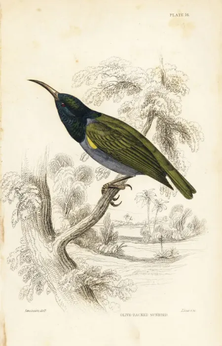 Framed Print : Green-headed sunbird (Lower Guinea), Cyanomitra Framed Print : Green-headed sunbird (Lower Guinea), Cyanomitra