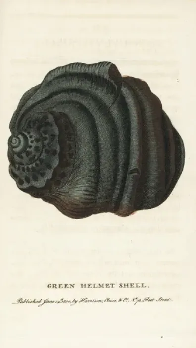 Framed Print : Green helmet shell, Cassidae species Framed Print : Green helmet shell, Cassidae species
