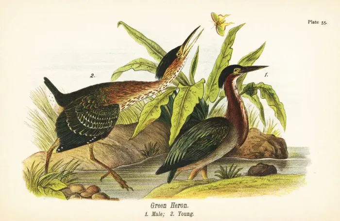 Framed Print : Green heron, Butorides virescens Framed Print : Green heron, Butorides virescens