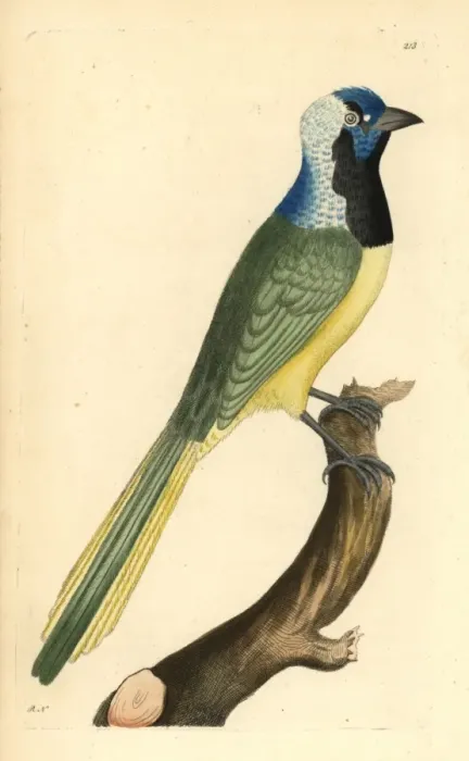 Framed Print : Green jay, Cyanocorax yncas Framed Print : Green jay, Cyanocorax yncas