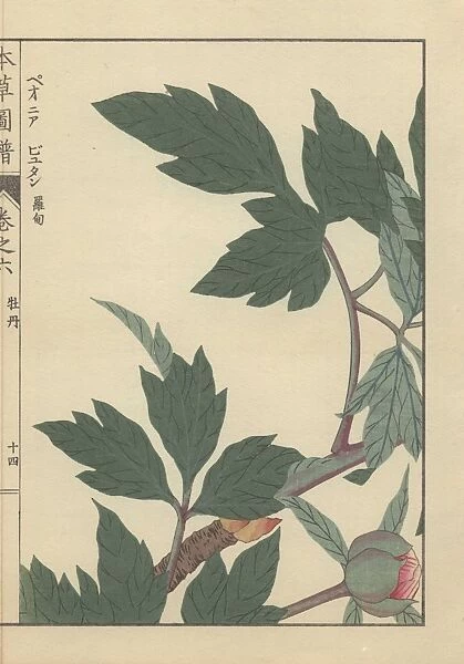 Green leaves, branches, and peony bud with