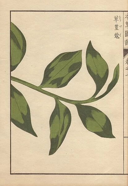 Green leaves of round China cardamom, Amomum globosum Lour