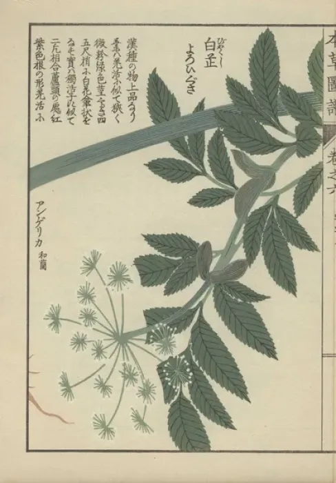 Framed Print : Green leaves and small white florets of Framed Print : Green leaves and small white florets of