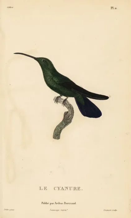 Framed Print : Green mango hummingbird, Anthracothorax viridis. Male Framed Print : Green mango hummingbird, Anthracothorax viridis. Male