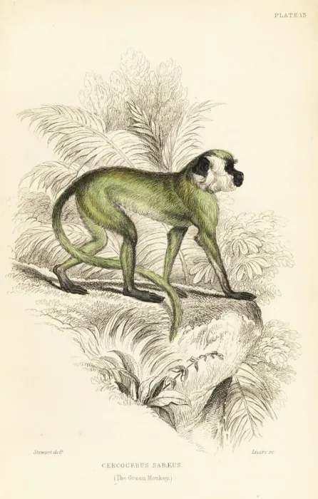 Framed Print : Green monkey, Chlorocebus sabaeus Framed Print : Green monkey, Chlorocebus sabaeus