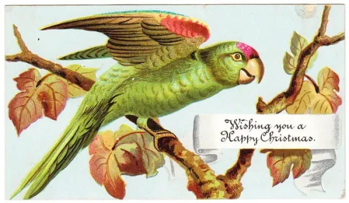 Framed Print : Green parrot on a Christmas card Framed Print : Green parrot on a Christmas card