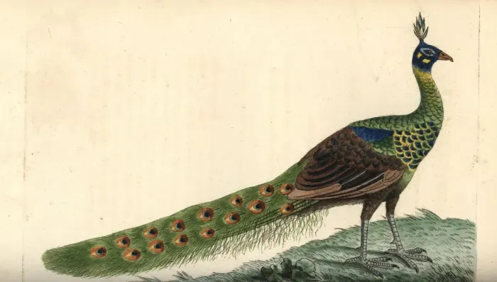 Framed Print : Green peafowl, Pavo muticus Framed Print : Green peafowl, Pavo muticus