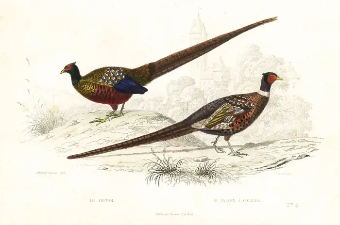 Framed Print : Green pheasant and common pheasant Framed Print : Green pheasant and common pheasant