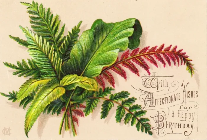 Framed Print : Green and red ferns on a birthday card Framed Print : Green and red ferns on a birthday card