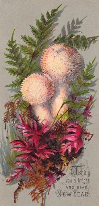 Framed Print : Green and red ferns with mushrooms on a New Year card Framed Print : Green and red ferns with mushrooms on a New Year card