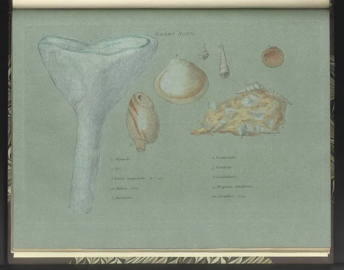 Framed Print : Green Sand fossils Framed Print : Green Sand fossils