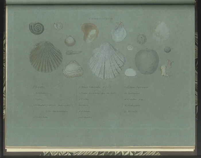 Framed Print : Green Sand fossils Framed Print : Green Sand fossils