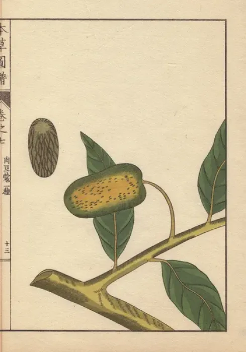 Framed Print : Green seeds and leaves of wild nutmeg and mace Framed Print : Green seeds and leaves of wild nutmeg and mace
