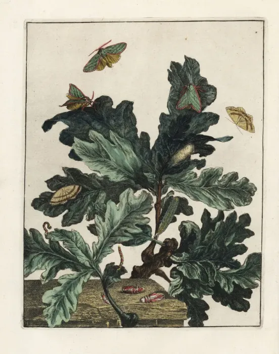 Framed Print : Green silver-lines and mocha moth feeding on maple leaves Framed Print : Green silver-lines and mocha moth feeding on maple leaves