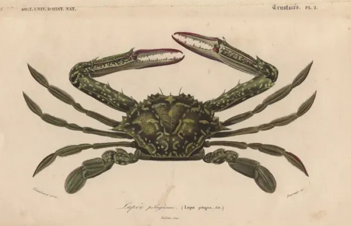 Framed Print : Green swimming crab, Lupa elagica Framed Print : Green swimming crab, Lupa elagica