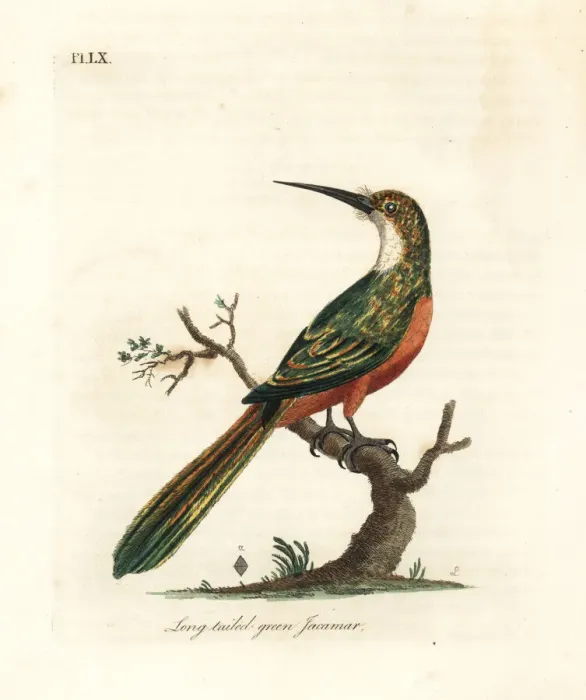 Framed Print : Green-tailed jacamar, Galbula galbula Framed Print : Green-tailed jacamar, Galbula galbula