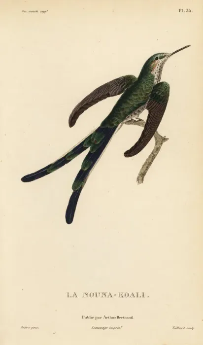 Framed Print : Green-tailed trainbearer, Lesbia nuna Framed Print : Green-tailed trainbearer, Lesbia nuna