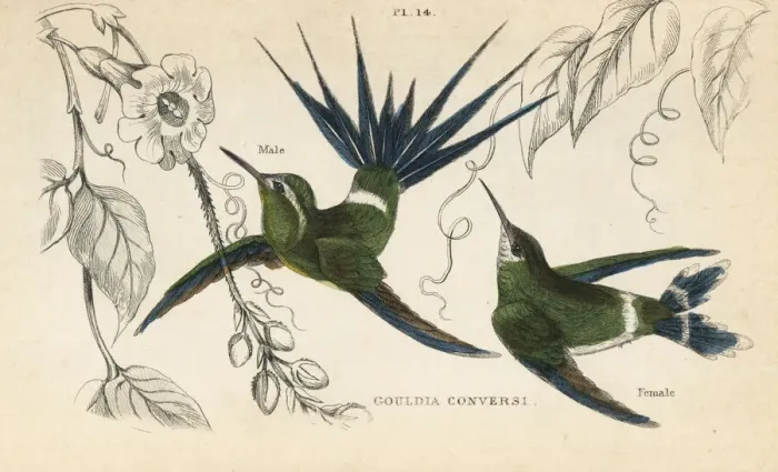 Framed Print : Green thorntail, Discosura conversii Framed Print : Green thorntail, Discosura conversii