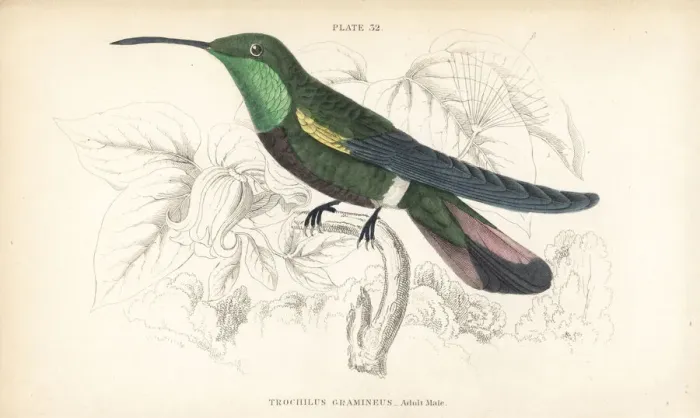 Framed Print : Green-throated mango, Anthracothorax viridigula Framed Print : Green-throated mango, Anthracothorax viridigula