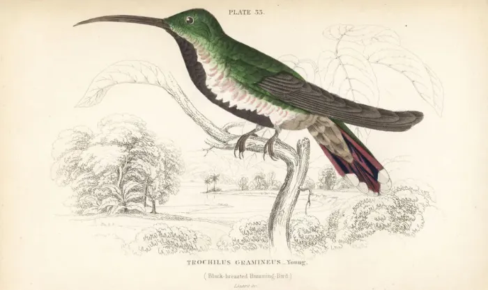 Framed Print : Green-throated mango, Anthracothorax viridigula, young Framed Print : Green-throated mango, Anthracothorax viridigula, young