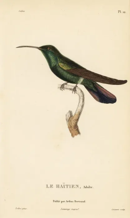 Framed Print : Green-throated mango, Anthracothorax viridigula. Adult male Framed Print : Green-throated mango, Anthracothorax viridigula. Adult male