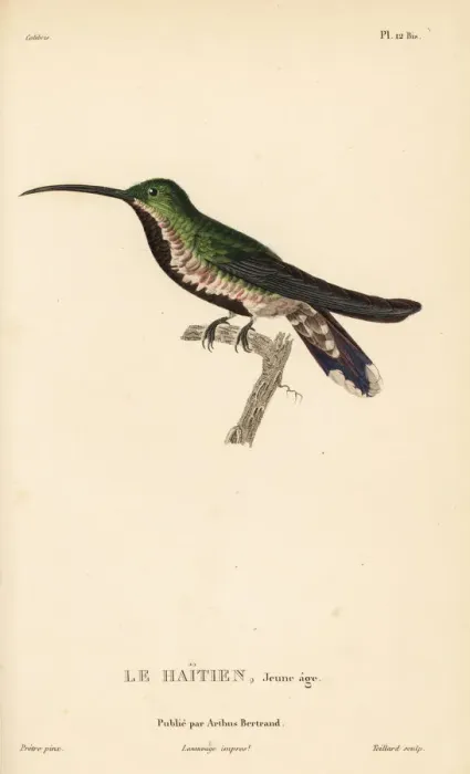 Framed Print : Green-throated mango, Anthracothorax viridigula Framed Print : Green-throated mango, Anthracothorax viridigula