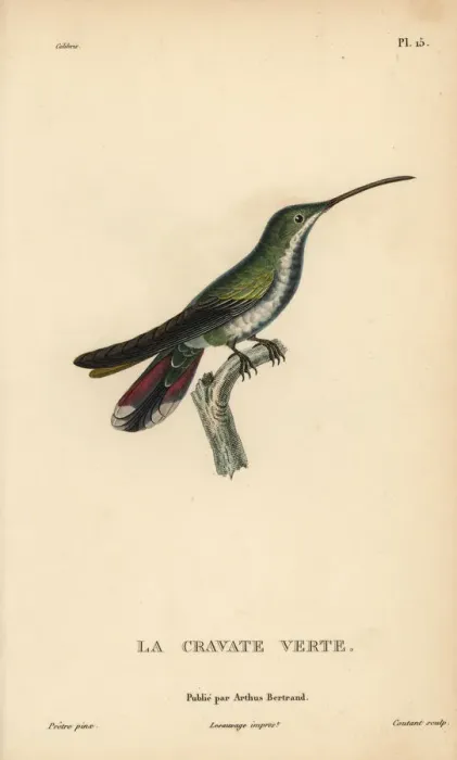 Framed Print : Green-throated mango, Anthracothorax viridigula Framed Print : Green-throated mango, Anthracothorax viridigula