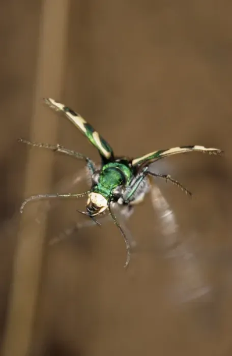 Framed Print : Green Tiger Beetle in flight Framed Print : Green Tiger Beetle in flight