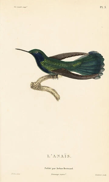 Green violetear, Colibri thalassinus