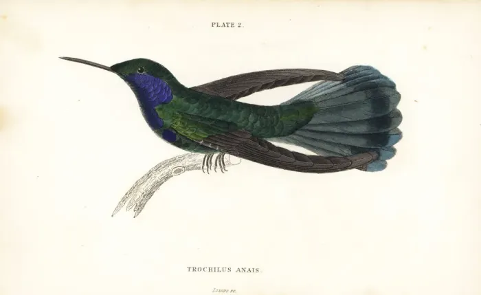 Framed Print : Green violetear hummingbird, Colibri thalassinus Framed Print : Green violetear hummingbird, Colibri thalassinus