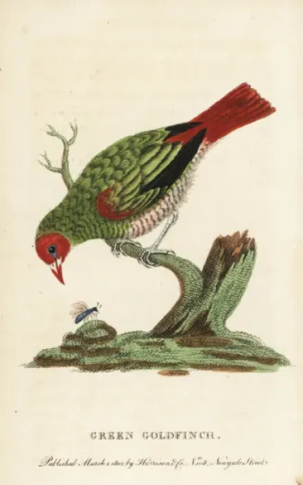 Framed Print : Green-winged pytilia, Pytilia melba Framed Print : Green-winged pytilia, Pytilia melba