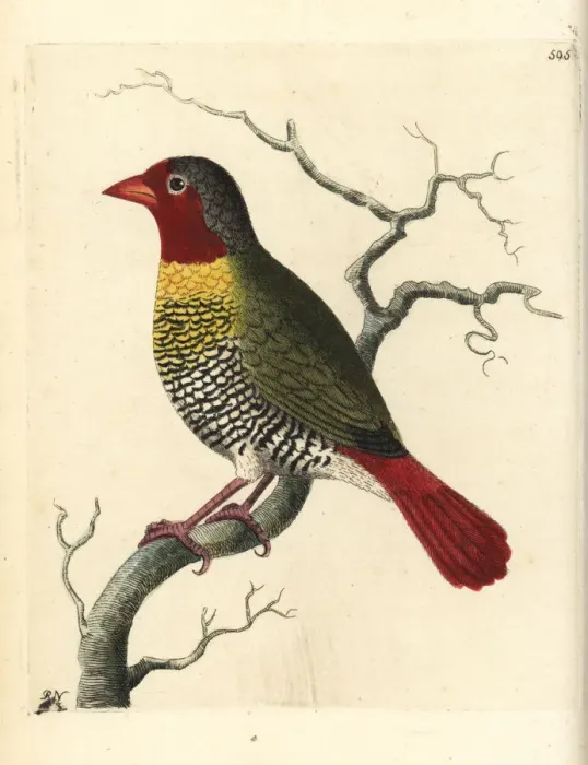 Framed Print : Green-winged pytilia, Pytilia melba Framed Print : Green-winged pytilia, Pytilia melba