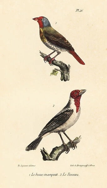 Green-winged pytilia and red-cowled cardinal