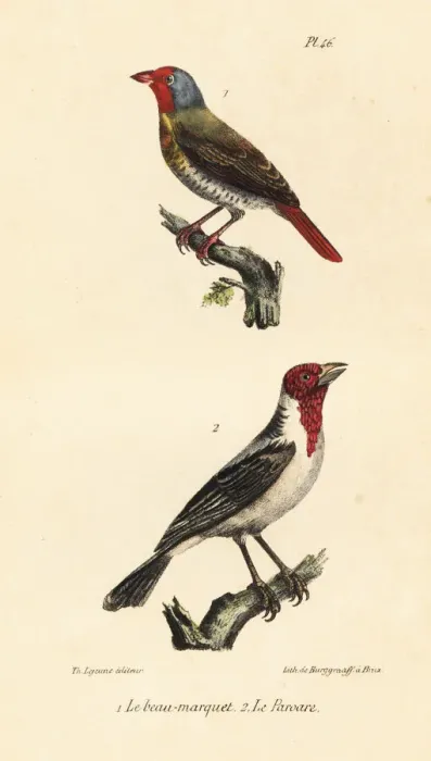 Framed Print : Green-winged pytilia and red-cowled cardinal Framed Print : Green-winged pytilia and red-cowled cardinal