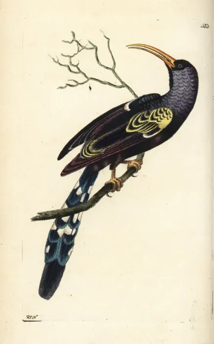 Framed Print : Green wood hoopoe, Phoeniculus purpureus Framed Print : Green wood hoopoe, Phoeniculus purpureus