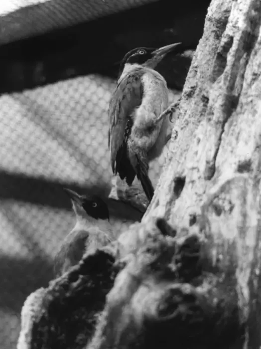 Framed Print : Green Woodpecker Framed Print : Green Woodpecker
