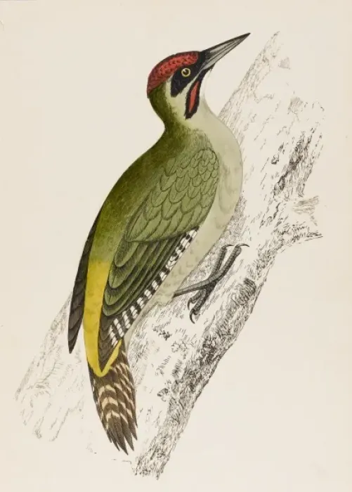 Framed Print : Green Woodpecker (Morris Framed Print : Green Woodpecker (Morris