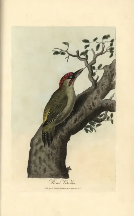 Framed Print : Green woodpecker, Picus viridis Framed Print : Green woodpecker, Picus viridis