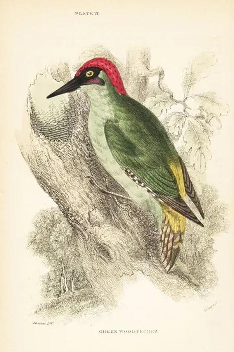 Framed Print : Green woodpecker. Picus viridis, perched on a tree Framed Print : Green woodpecker. Picus viridis, perched on a tree