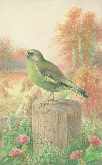 Framed Print : Greenfinch Framed Print : Greenfinch