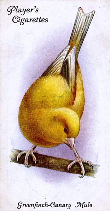 Framed Print : Greenfinch-Canary Mule Framed Print : Greenfinch-Canary Mule