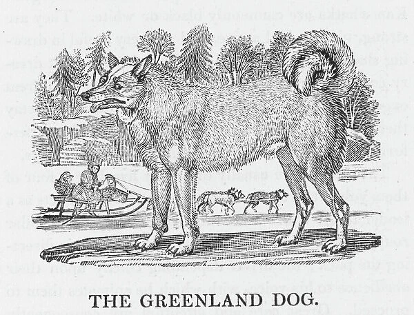 Greenland Dog. Buffon classifies it as Chien de Sibirie