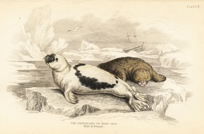 Framed Print : Greenland or harp seal, Pagophilus groenlandicus Framed Print : Greenland or harp seal, Pagophilus groenlandicus