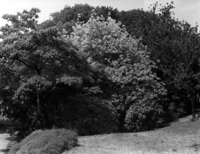 Framed Print : Greenwich Park Shrubbery Framed Print : Greenwich Park Shrubbery