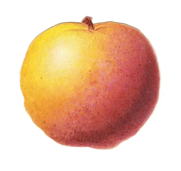 Framed Print : Greetings card in the shape of an apple Framed Print : Greetings card in the shape of an apple
